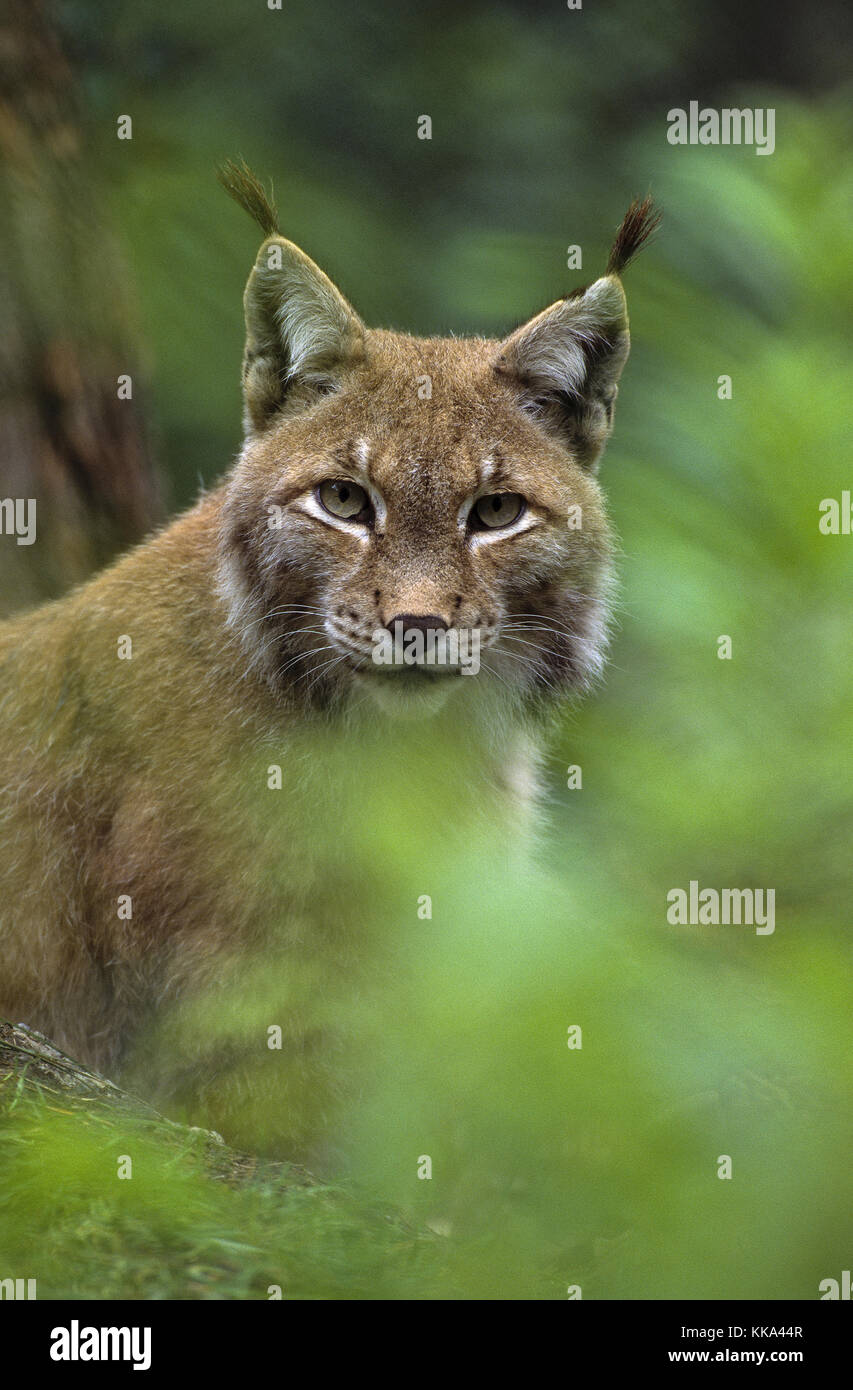 Europäischer Luchs, Portrait, Eurascher Luchs, Nordluchs, Nord-Luchs, Felis Luchs, Lynx Luchs, Luchs, Lynx d`Europe Stockfoto